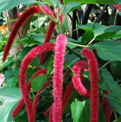 Acalypha Hispida