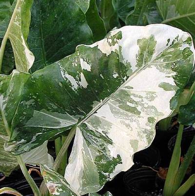 Alocasia Variegated