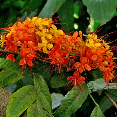 Ashoka Saraca - Sita Ashoka plant