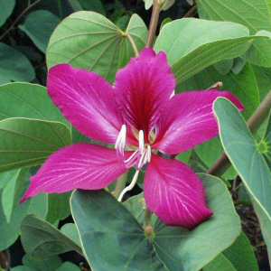 Bauhinia Variegata, Kachnar, Orchid Tree (1Kg) - Seeds