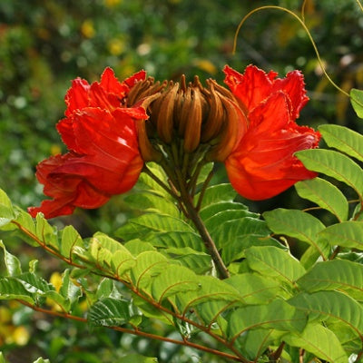 African Tulip Tree Plant - Fountain Tree, Rudrapalsh, Rugtoora, Nirukavi, Spathodea Campanulata