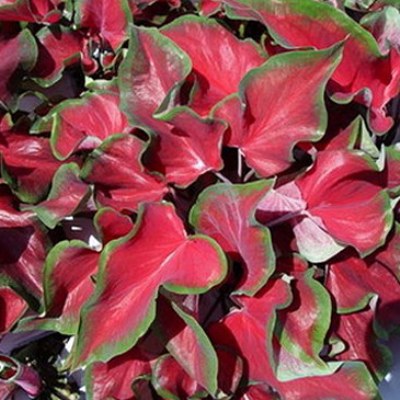 Caladium Mix Bulbs (Pack of 3 Bulbs)