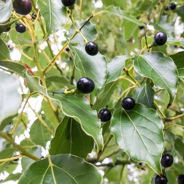 Camphor Plant - Cinnamomum Camphora, Camphorwood, Kapoor Plant