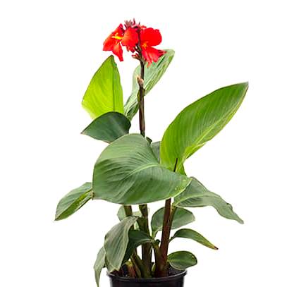 Canna Red flower plant - Canna Indica, Keli Plant