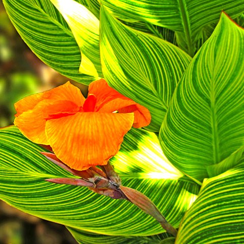 Canna Variegated Green Plant - Canna Indica, keli Pant