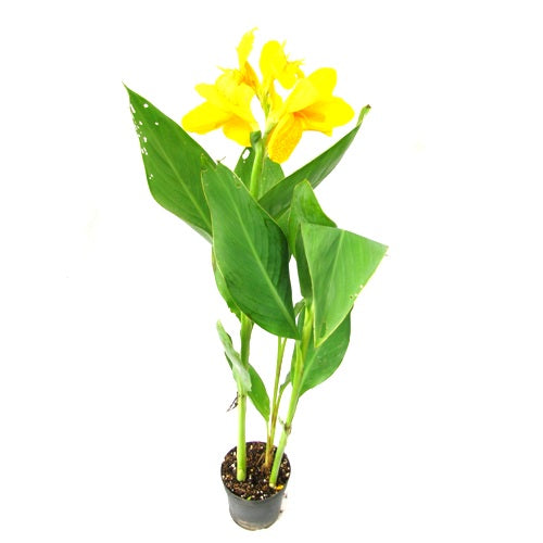 Canna Yellow Plant - Canna Indica, Keli Plant