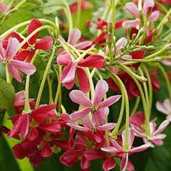 Madhumalti Dwarf - Rangoon Creeper Plant