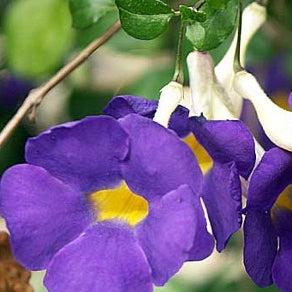 Thunbergia Erecta Plant