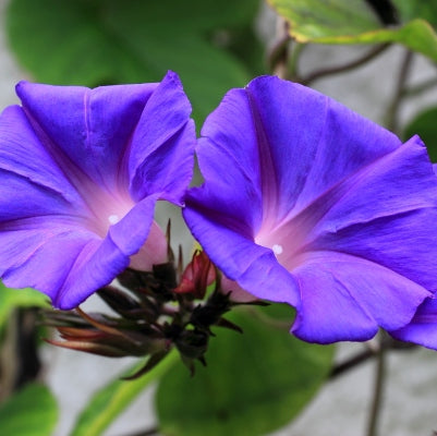 Morning Glory - Ipomea Blue