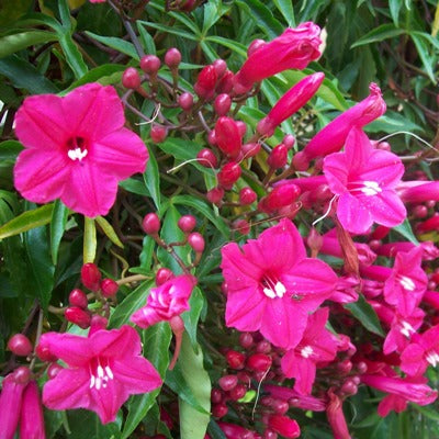 Morning Glory - Ipomea Pink, Cardinal Creeper, Ipomoea Horsfalliae