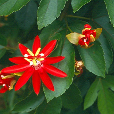 Passiflora Sherry Plant Red - Passion Flower, Krishna Kamal