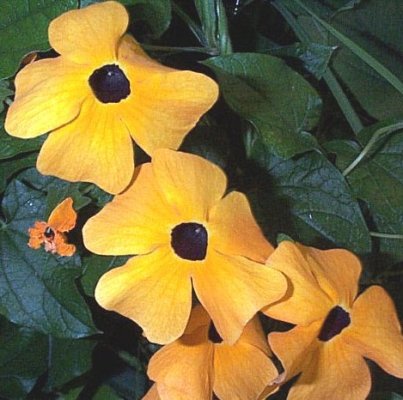 Thunbergia Alata Yellow