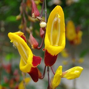 Thunbergia Mysorensis Plant - Mysore Trumpet Vine, Indian Clock Vine