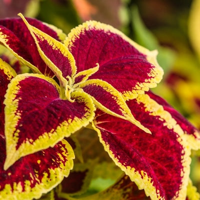 Coleus Bicolor Plant