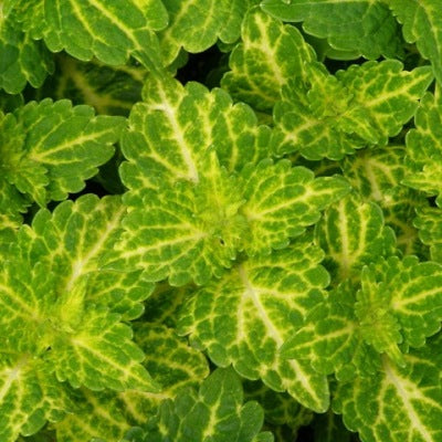 Coleus Electric Lime