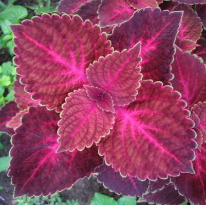 Coleus Electric Red Plant