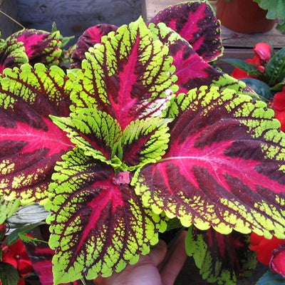 Coleus Tricolor Plant