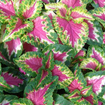 Coleus Wizard Rose Plant