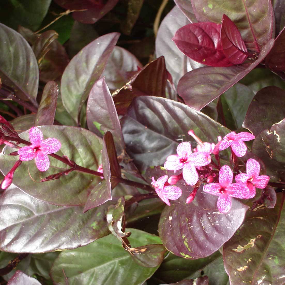 Eranthemum Atropurpureum