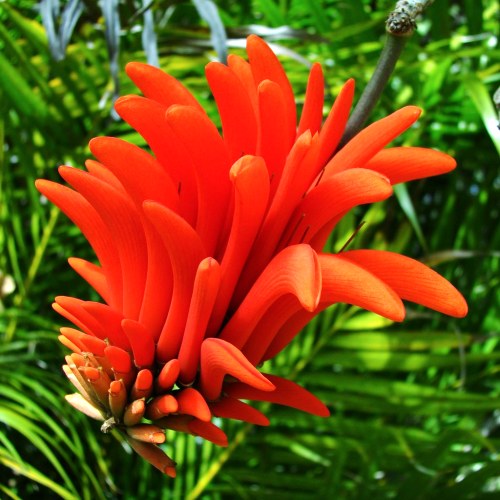 Erythrina Indica - India Coral Tree, Pangara