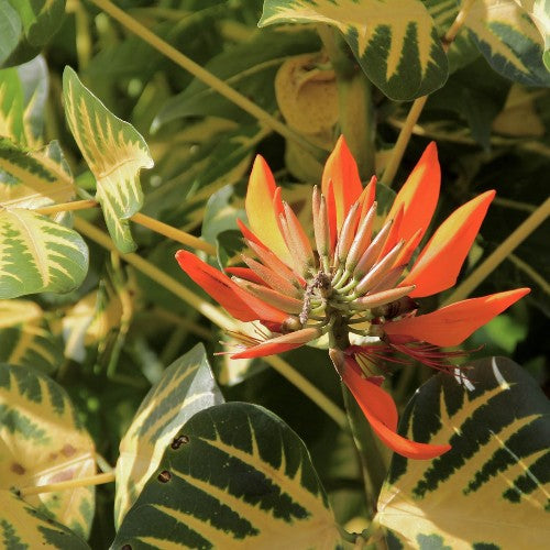 Erythrina Variegata - India Coral Tree, Pangara