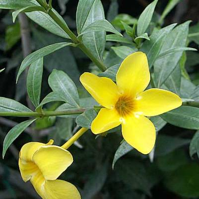 Allamanda Variegated - Allamanda Cathartica, Trumpet Vine, Golden Trumpet