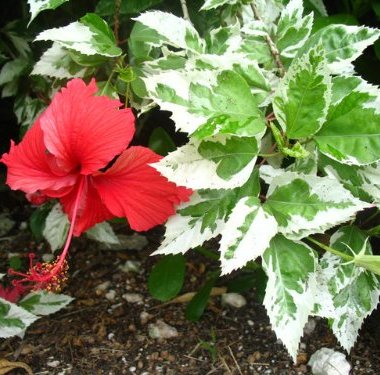 Hibiscus Variegated Plant - Jaswand, Gudhal