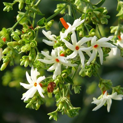 Parijatak Plant - Nyctanthes Arbor Tristis, Harsringar, Parijat, Shiuli