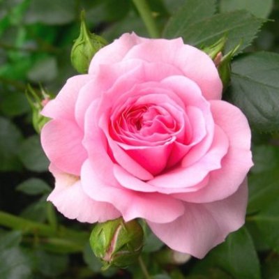 Rose Baby Pink Plant in 6&