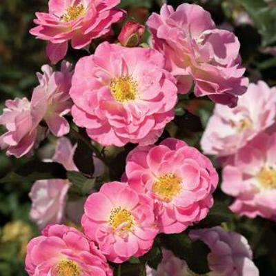 Rose Floribunda Pink Plant - Summer Snow Rose