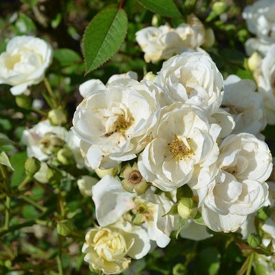 Rose Floribunda White Plant - Summer Snow Rose