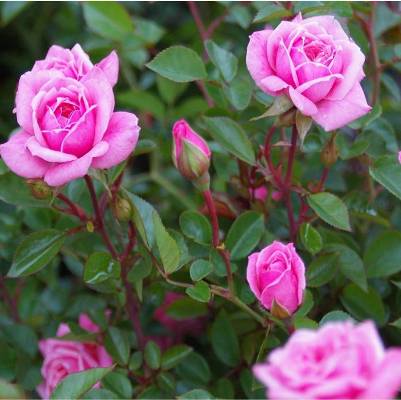 Rose Miniature Pink Plant - Button Rose, Button Gulab