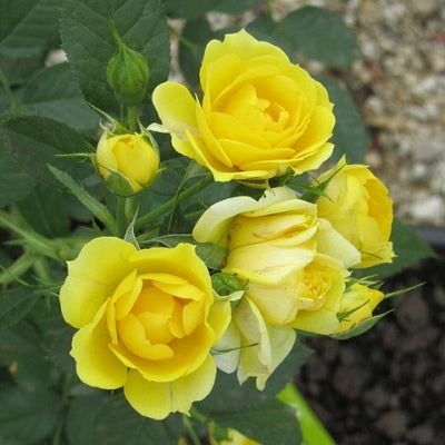 Rose Miniature Yellow Plant - Button Rose, Button Gulab