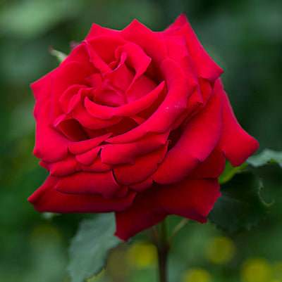 Rose Red Plant