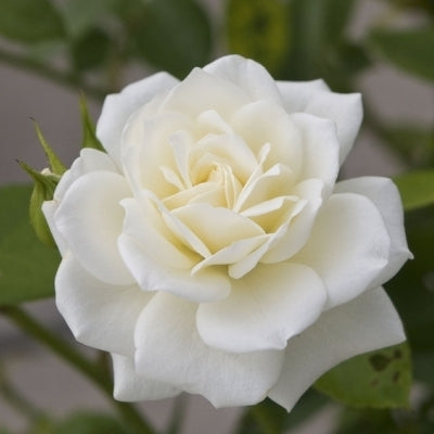 Rose White Plant