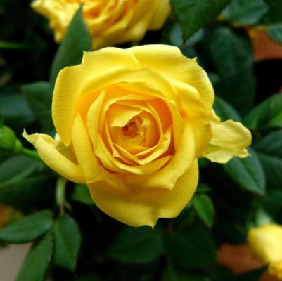 Rose Yellow Plant in 6&