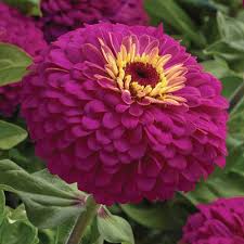 Zinnia Big Pink Plant