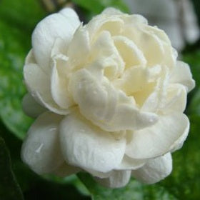 Arabian Jasmine - Mogra Double Plant