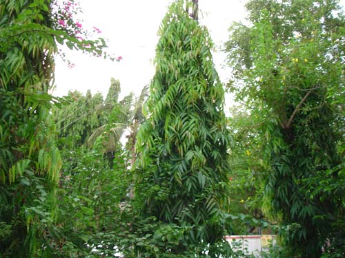 Polyathia Longifolia Ashok - Seeds (1Kg)