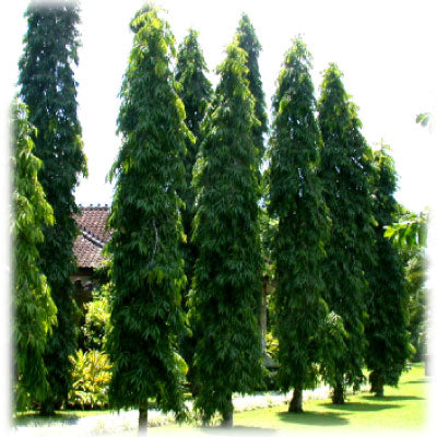 Pendula Ashok - Seeds (1Kg)