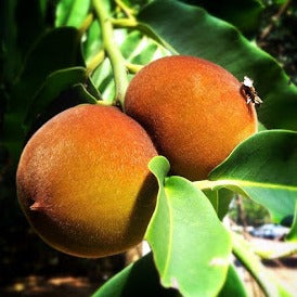 Diospyros Blancoi Plant - Velvet Apple, Mabolo Tree, Temburini