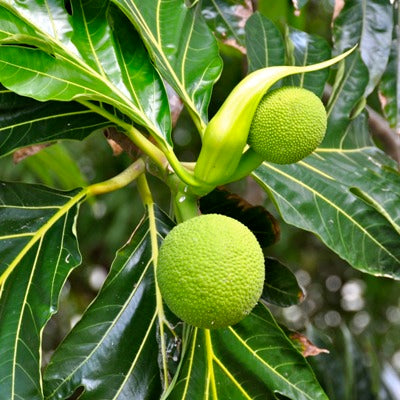 Breadfruit Plant - Artocarpus