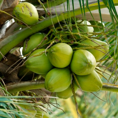 Coconut Green - Nariyal Plant