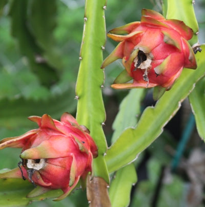 Dragon Fruit Live Plant