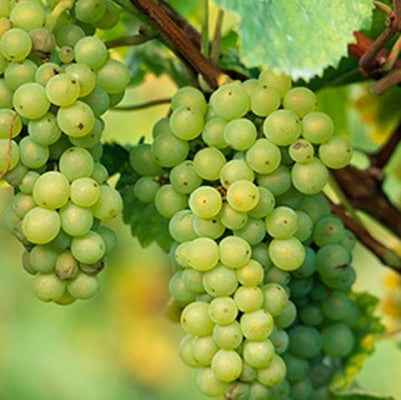 Grape, Angoor (seedless, hybrid) Plant