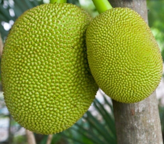 Jackfruit Plant - Fanas, Kathal, Artocarpus heterophyllus (Grafted)