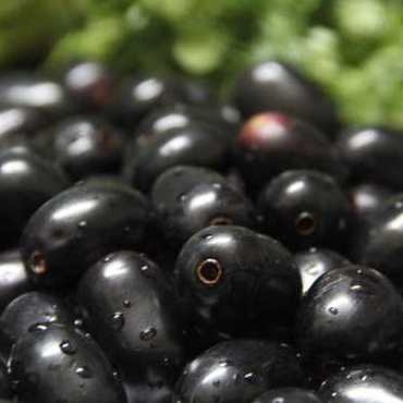 Jamun - Black Berry Plant