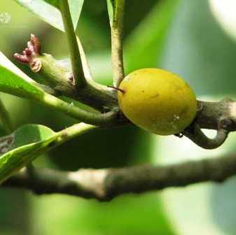 Khirni Plant - Manilkara Hexandra, Rayan tree