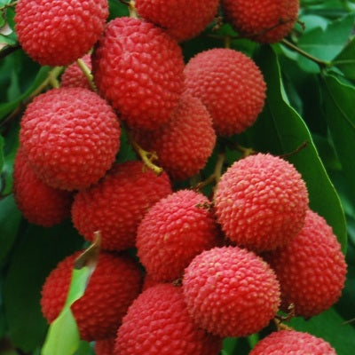 Litchi Plant