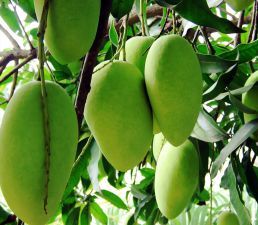 Mango Hapus, Alphonso (grafted) Plant, Ratnagiri Alphonso Tree